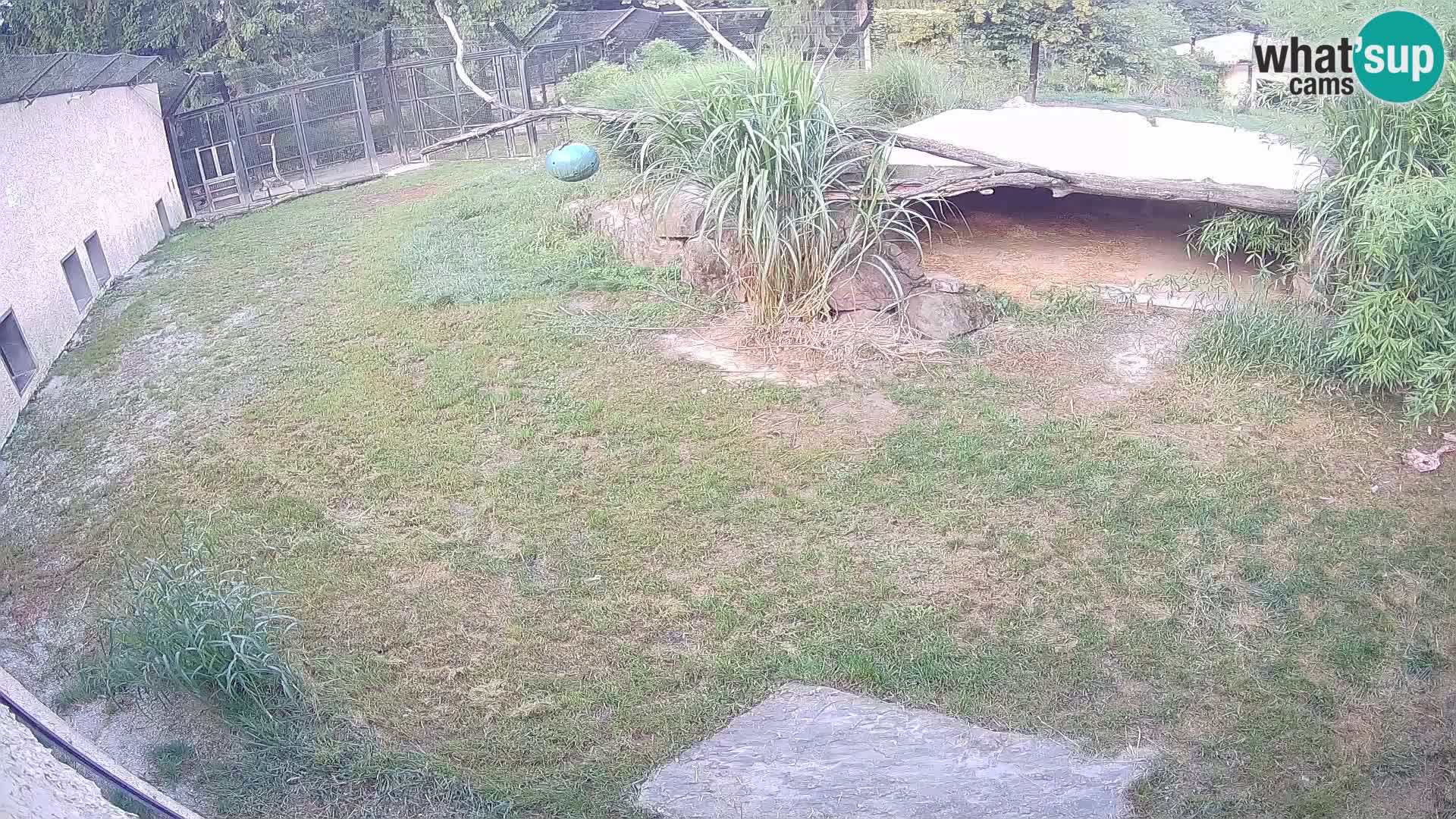 LEVI spletna kamera v živalskem vrtu Ljubljana Zoo