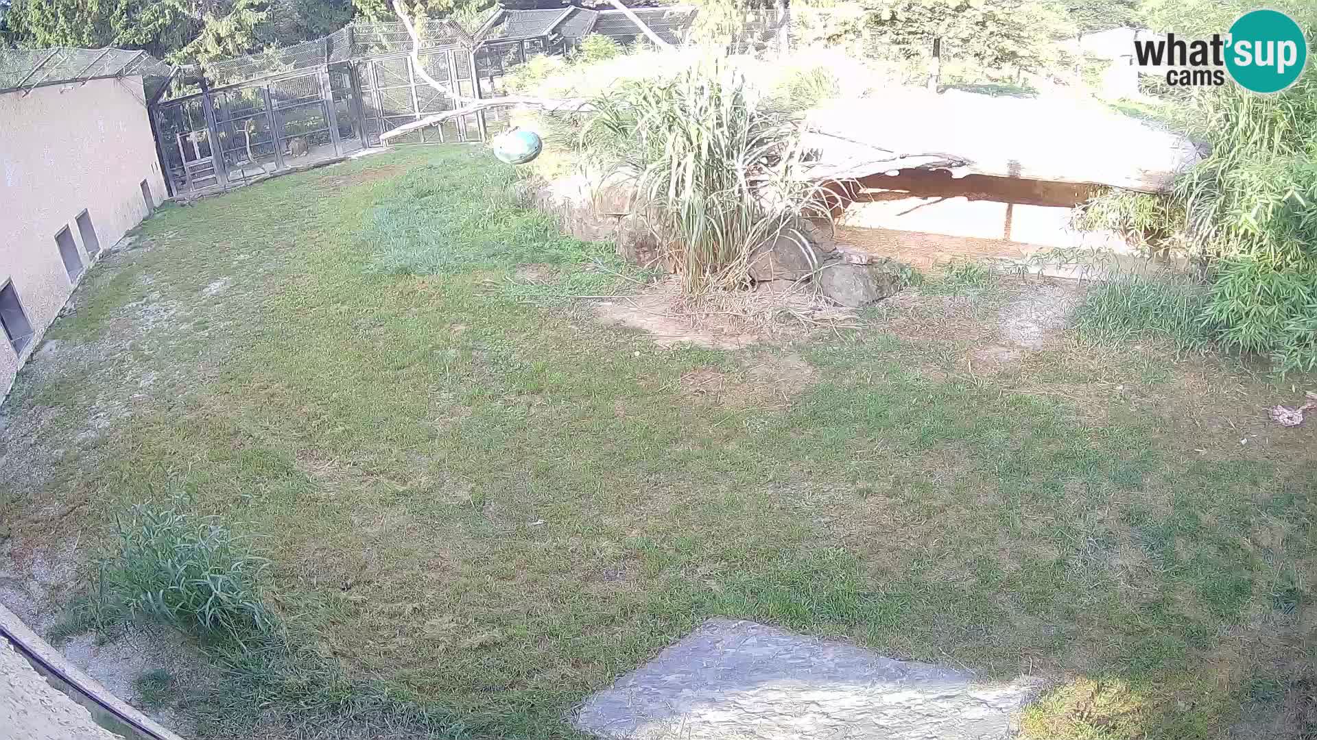 LION webcam en direct du zoo de Ljubljana – Slovénie