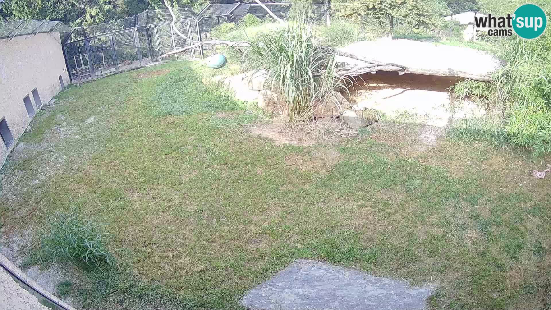 Löwe live Webcam im Zoo von Ljubljana – Slowenien
