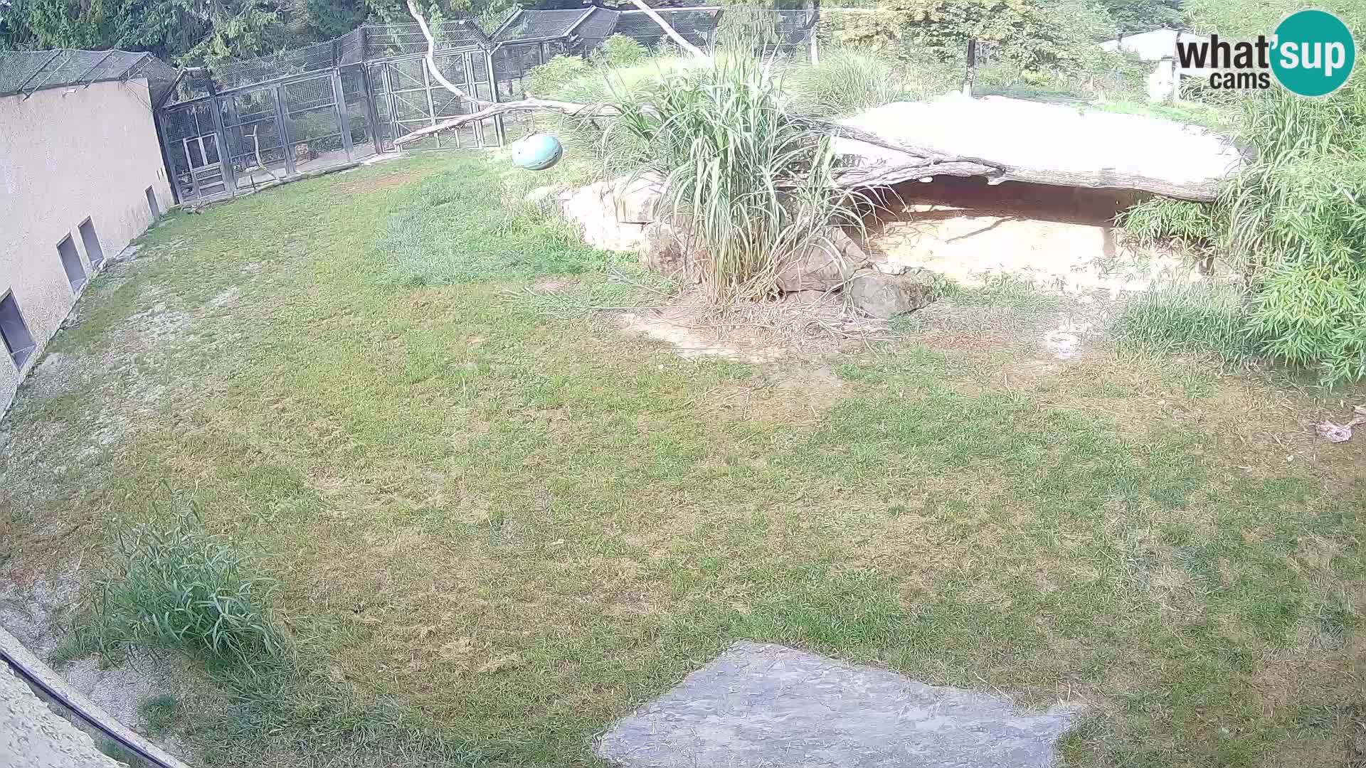 Löwe live Webcam im Zoo von Ljubljana – Slowenien