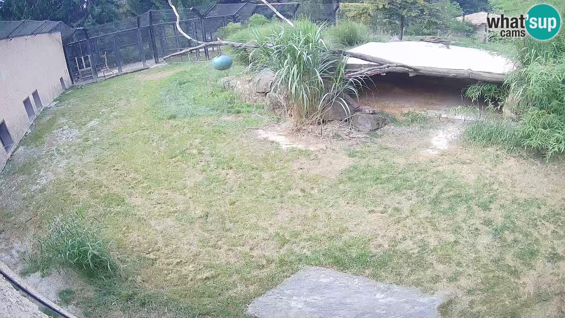 LEVI spletna kamera v živalskem vrtu Ljubljana Zoo