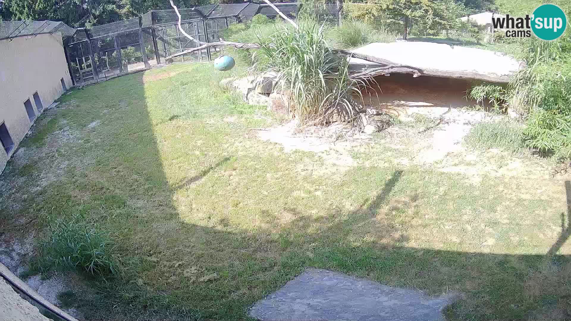 LION webcam en direct du zoo de Ljubljana – Slovénie