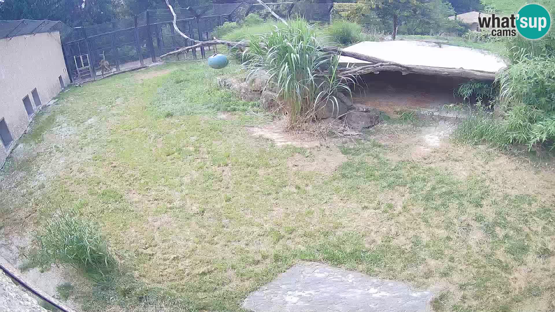 LION webcam en direct du zoo de Ljubljana – Slovénie