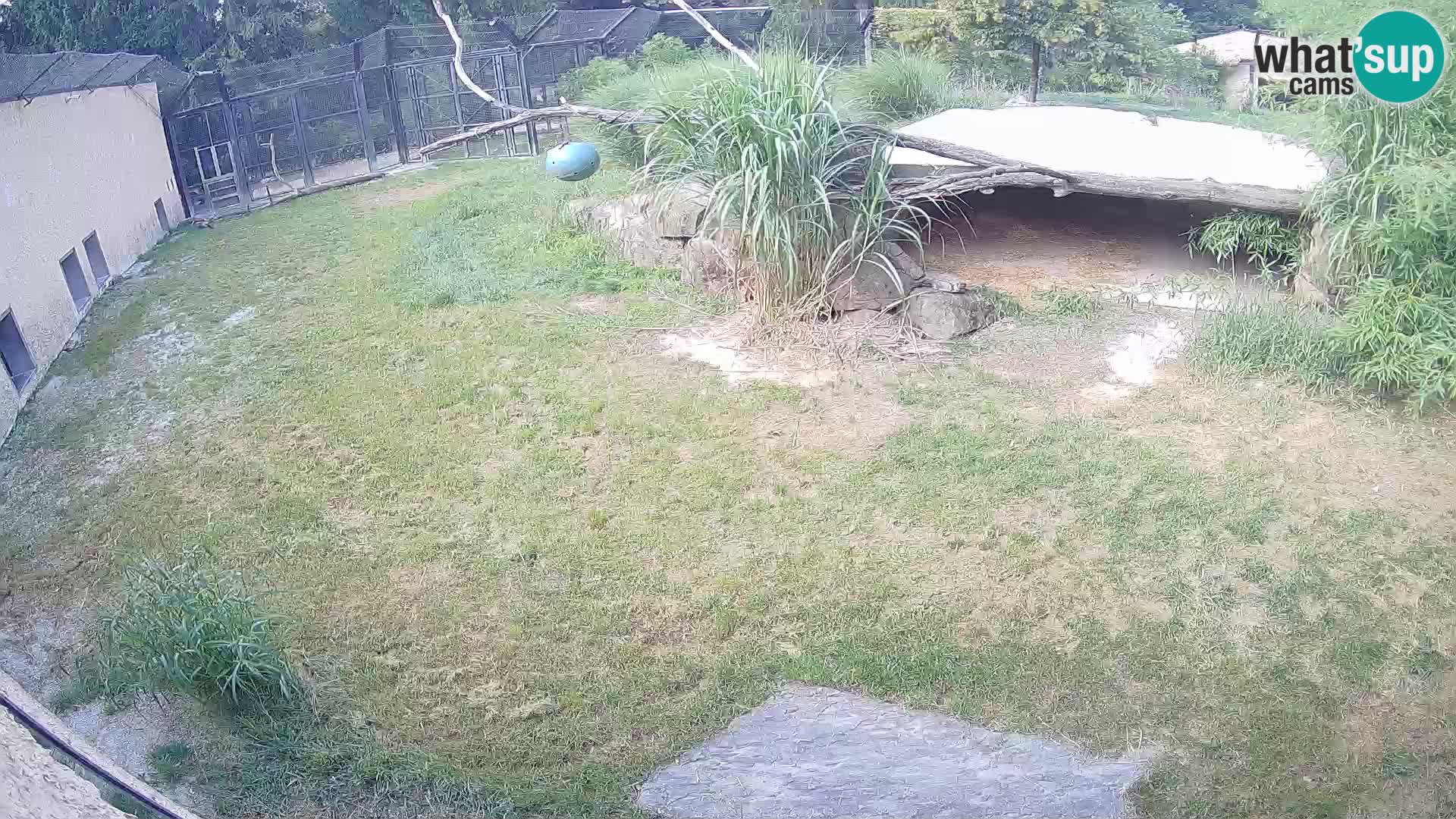 LEON Webcam en vivo en Ljubljana Zoo – Eslovenia