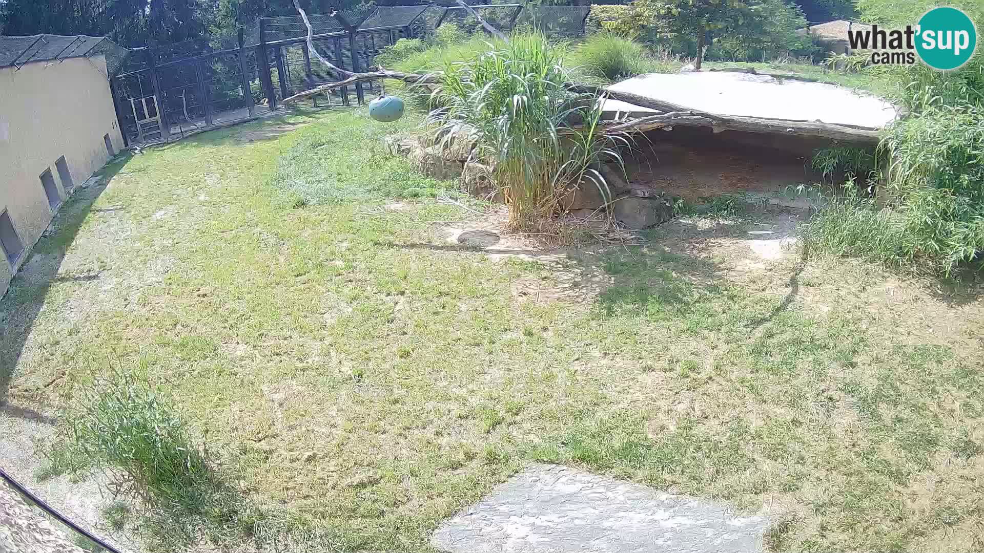 LEON Webcam en vivo en Ljubljana Zoo – Eslovenia