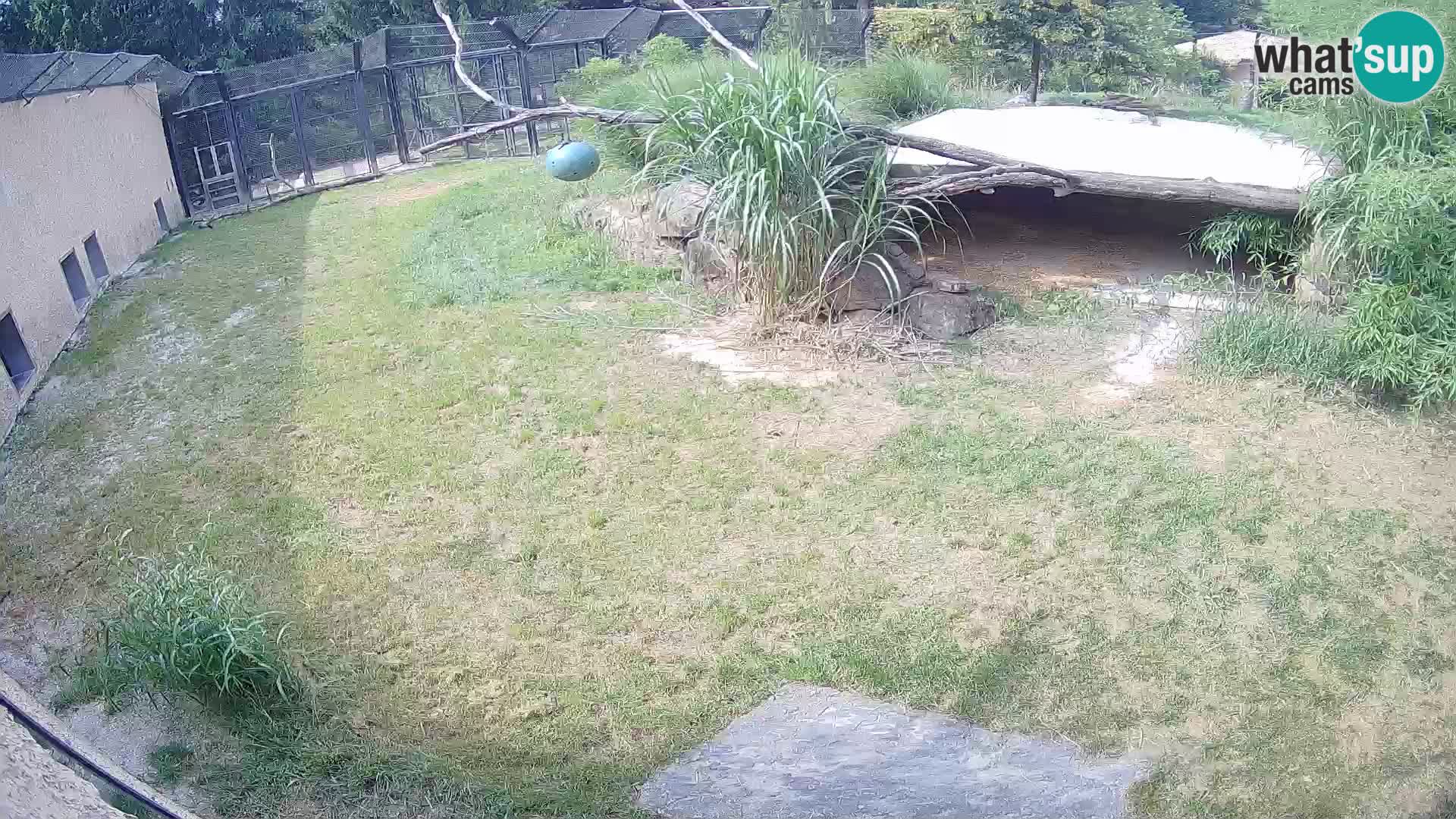 Löwe live Webcam im Zoo von Ljubljana – Slowenien