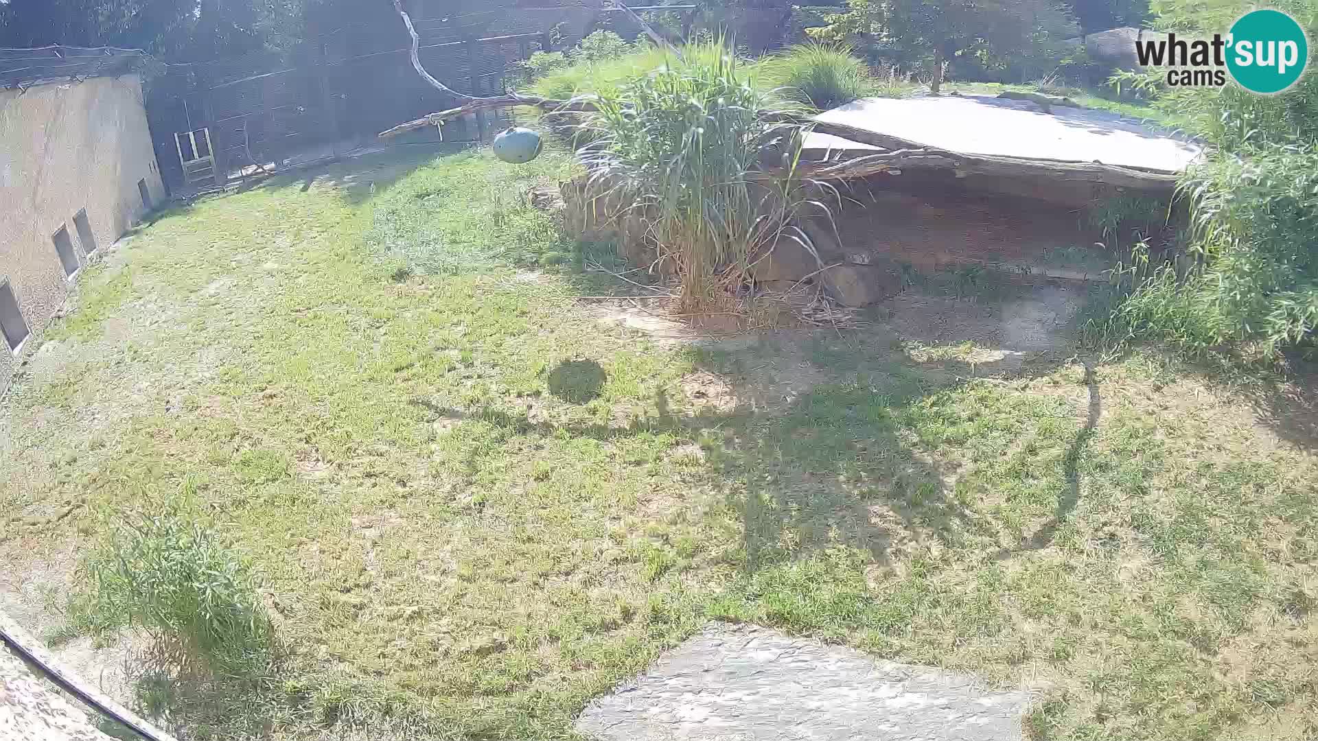 Löwe live Webcam im Zoo von Ljubljana – Slowenien
