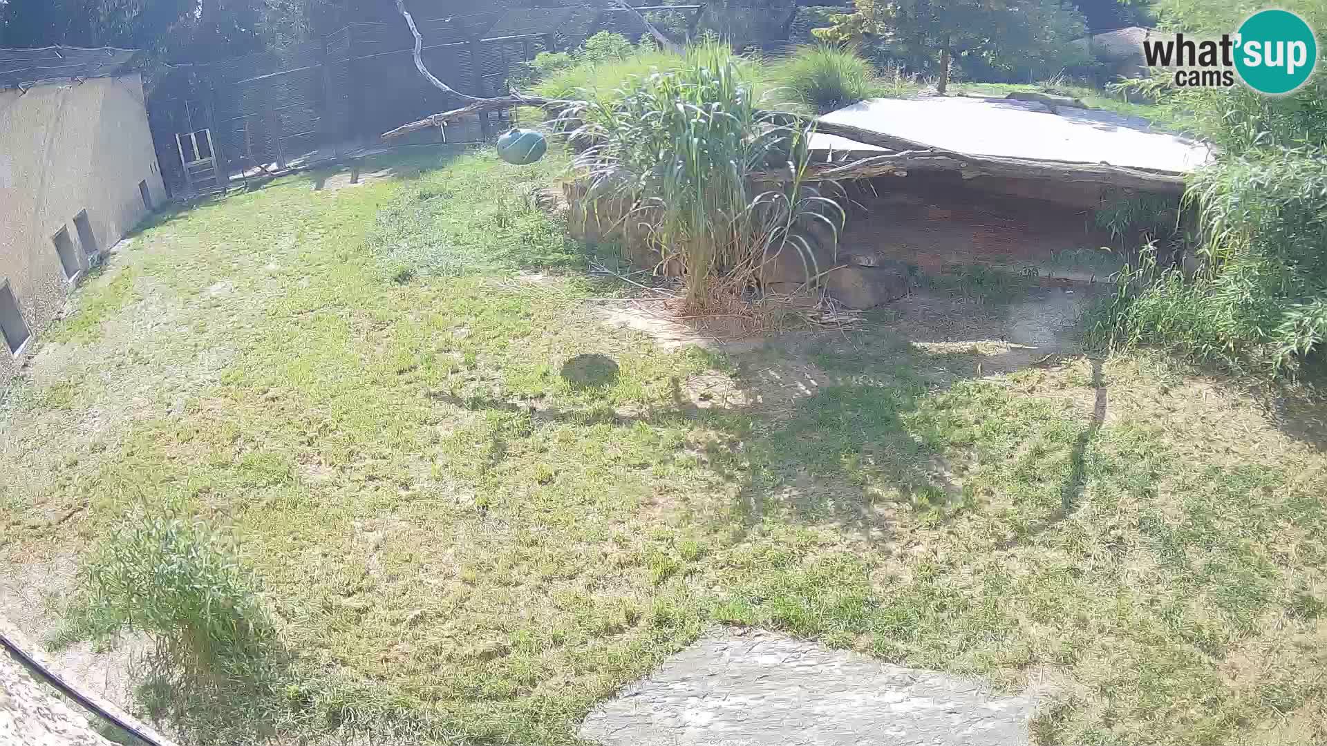 Löwe live Webcam im Zoo von Ljubljana – Slowenien