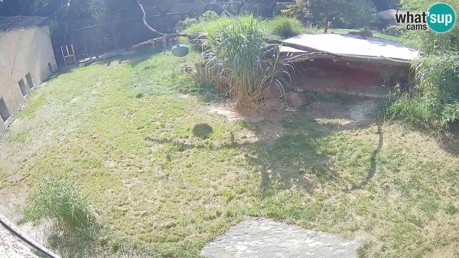 LEON Webcam en vivo en Ljubljana Zoo – Eslovenia