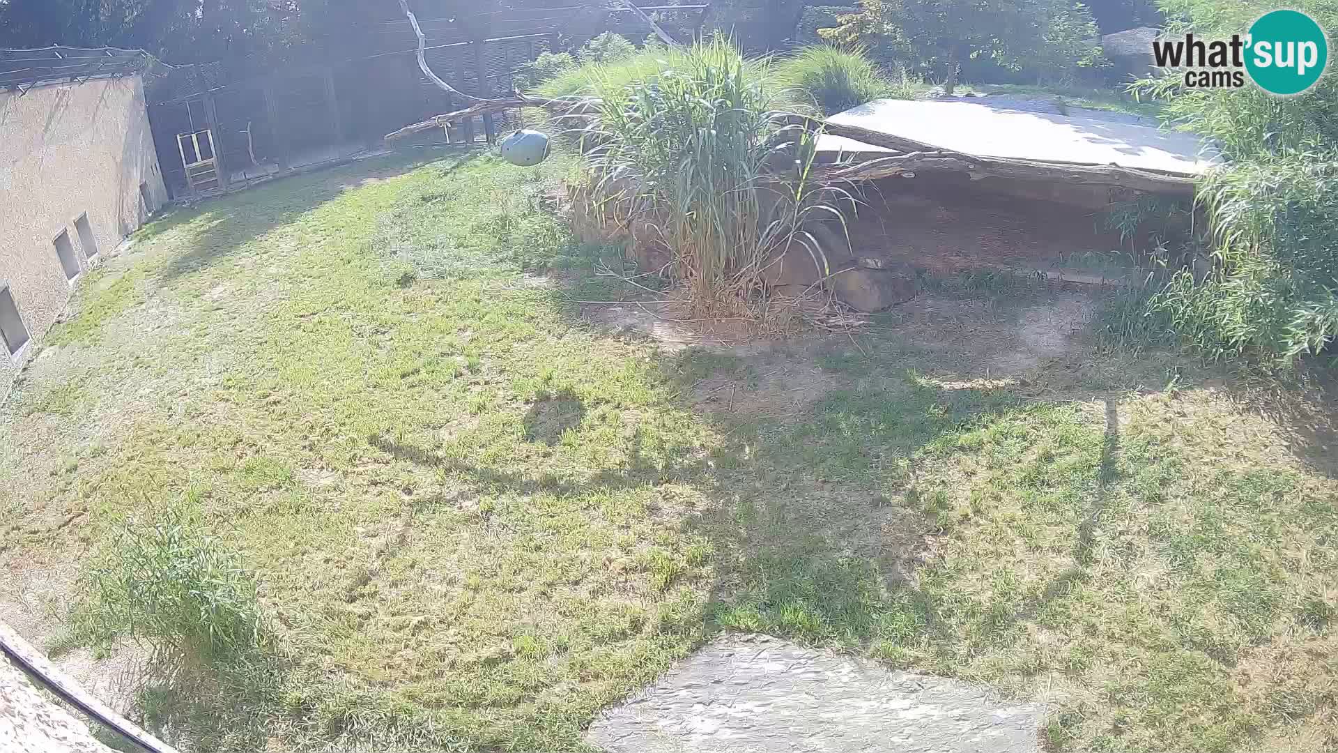 Löwe live Webcam im Zoo von Ljubljana – Slowenien