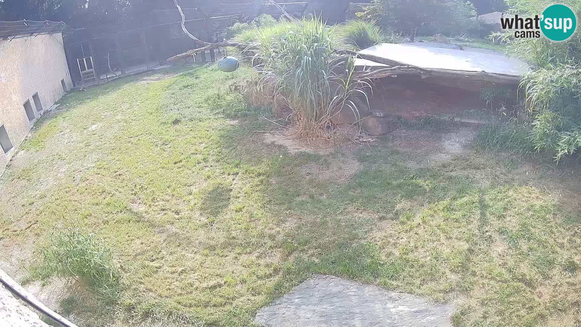 LION webcam en direct du zoo de Ljubljana – Slovénie