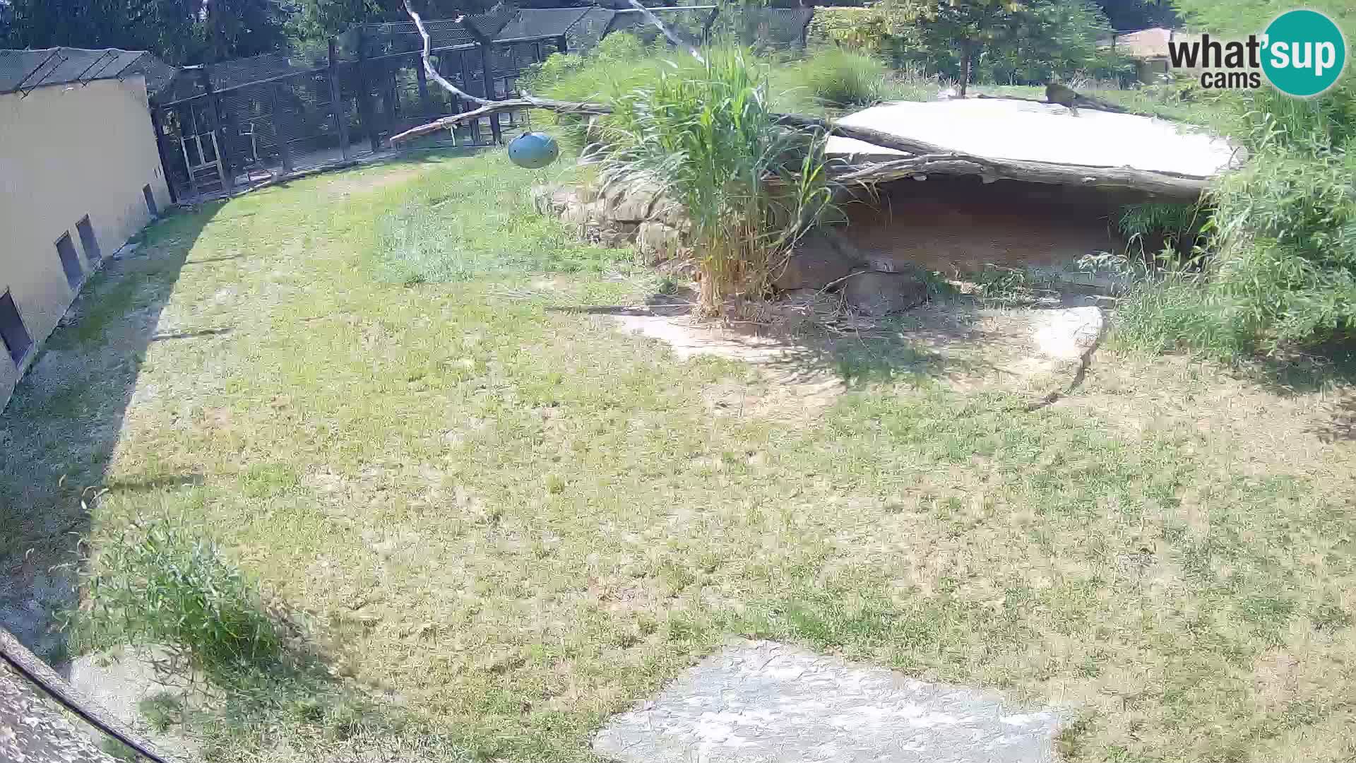 LEON Webcam en vivo en Ljubljana Zoo – Eslovenia