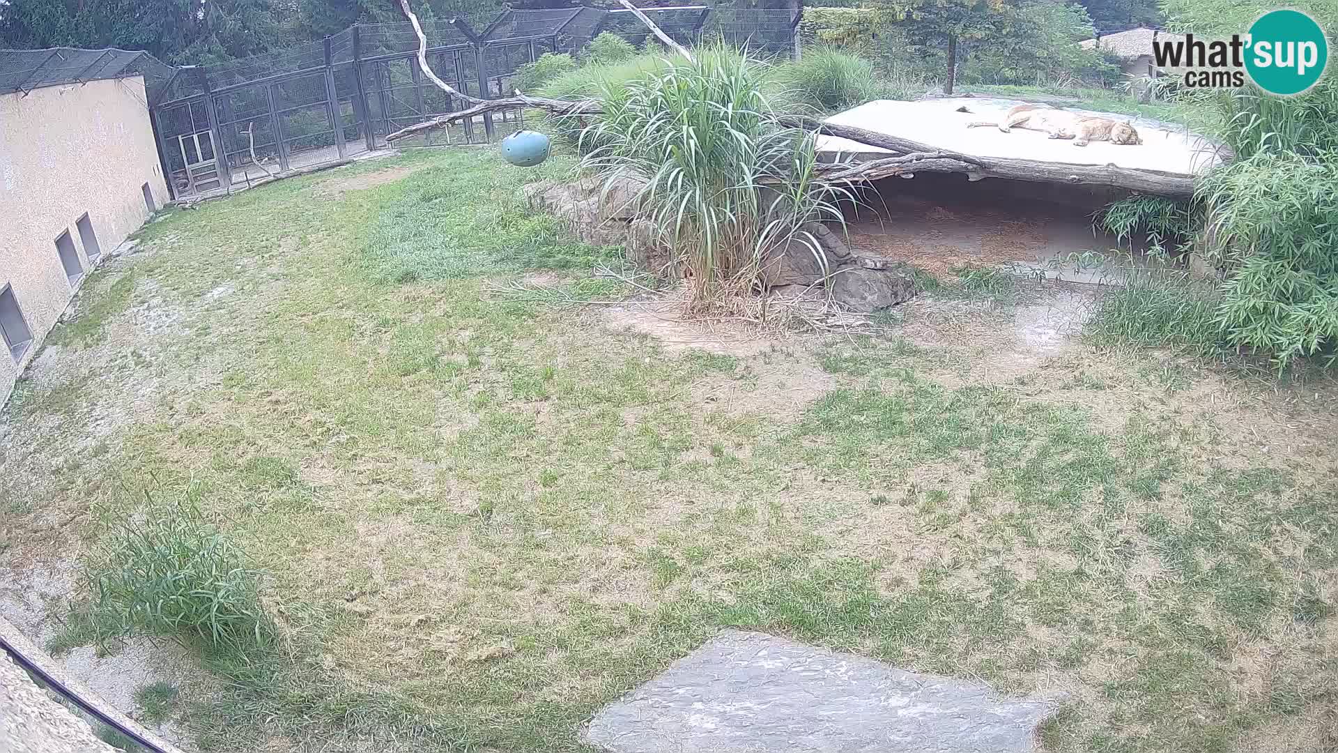 LEVI spletna kamera v živalskem vrtu Ljubljana Zoo