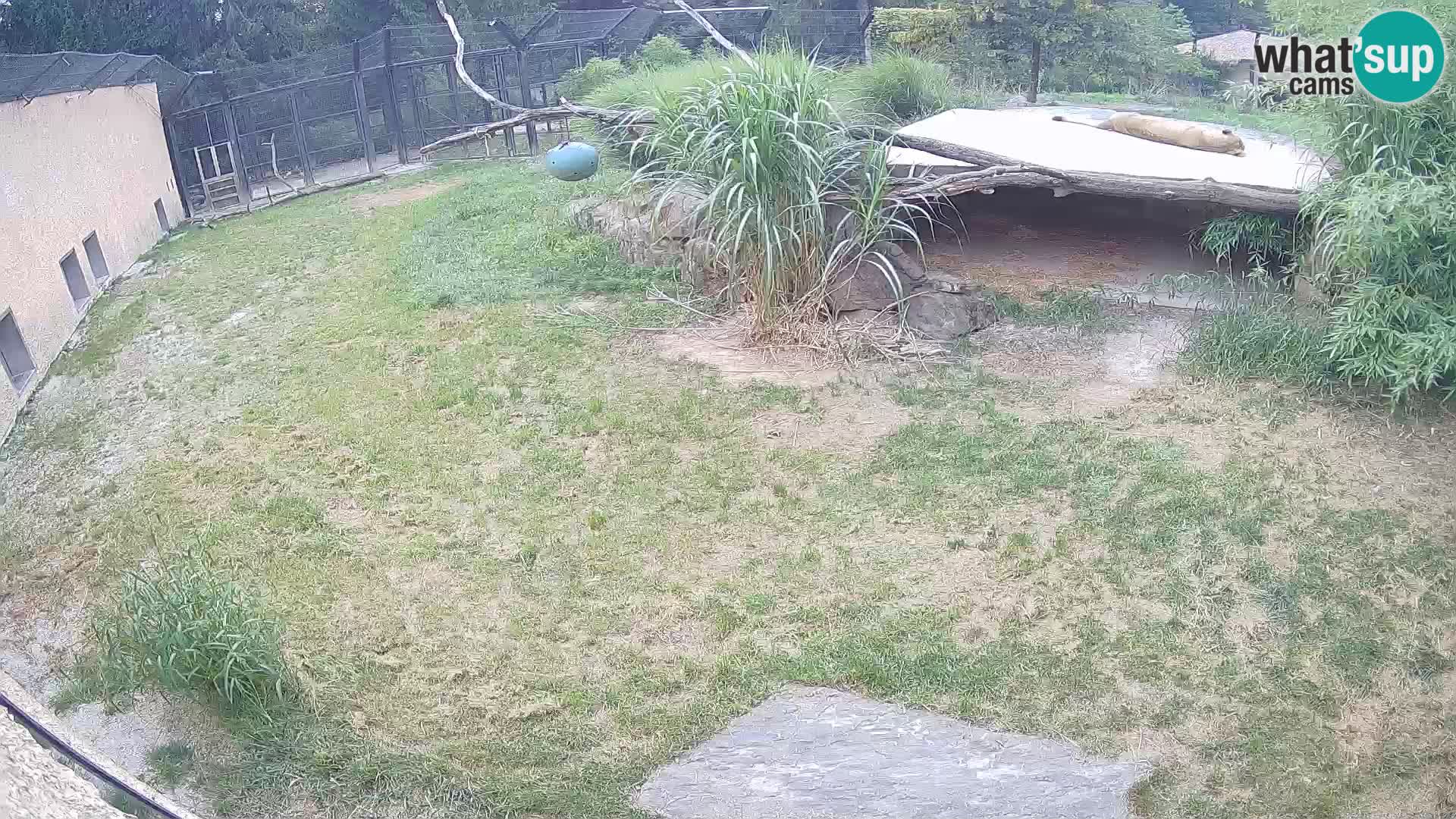LEON Webcam en vivo en Ljubljana Zoo – Eslovenia