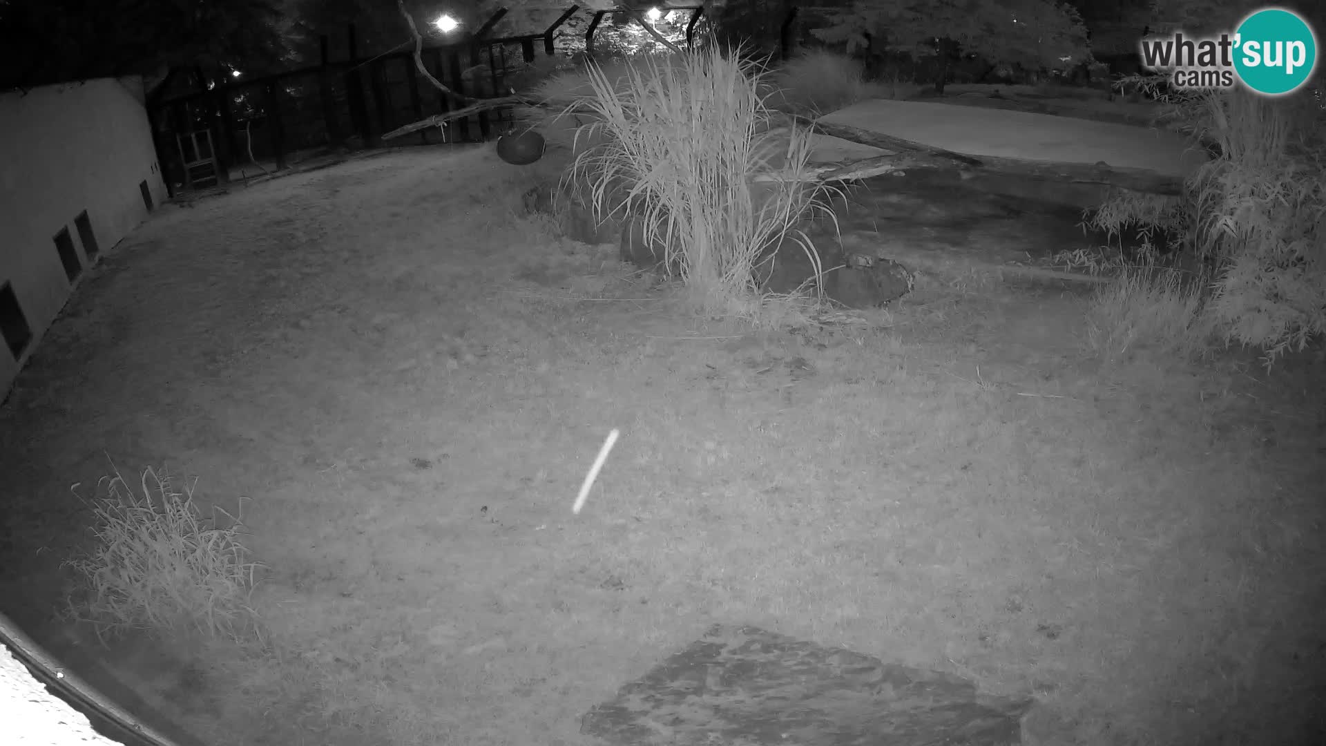 LEON Webcam en vivo en Ljubljana Zoo – Eslovenia