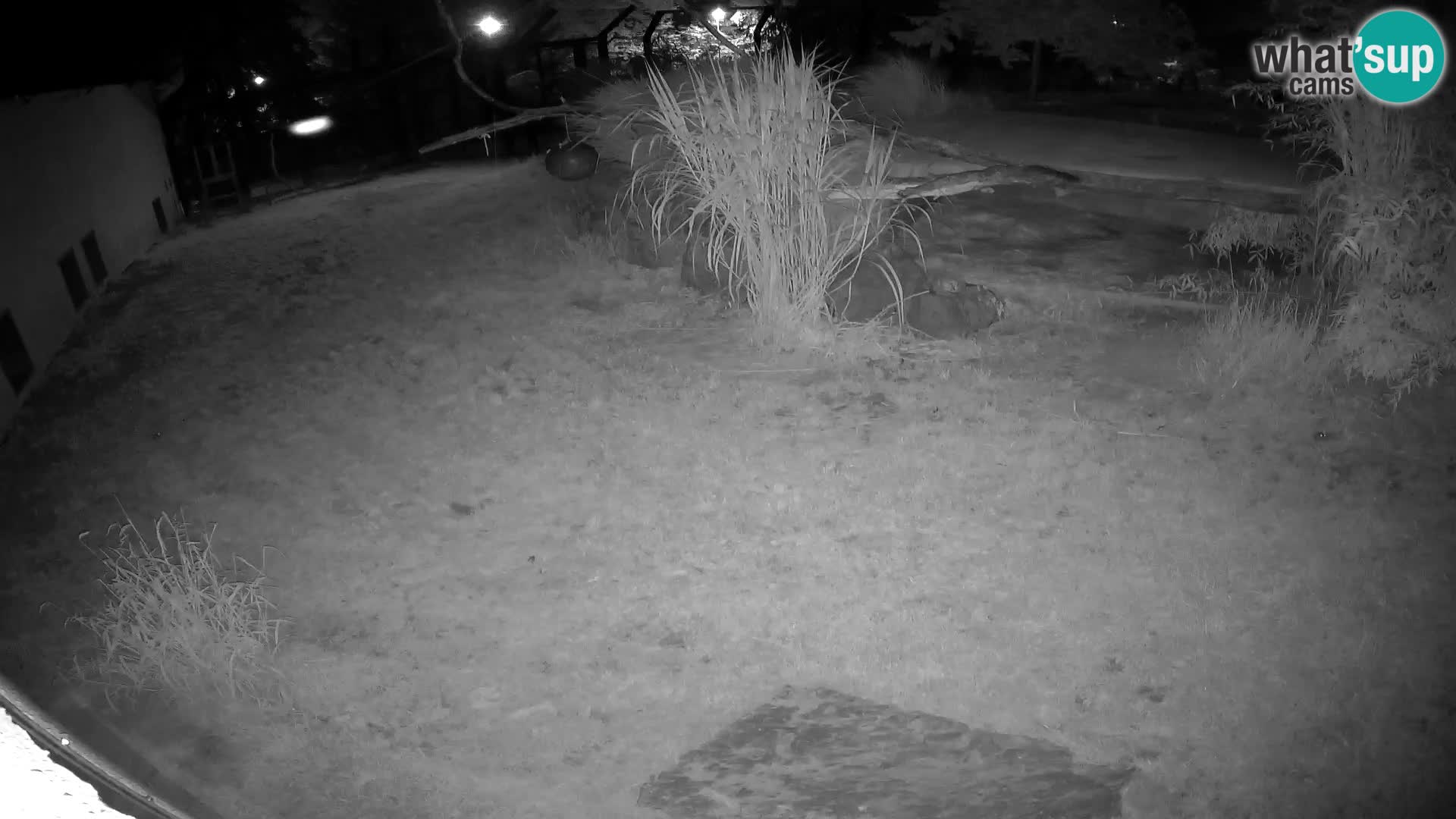 Löwe live Webcam im Zoo von Ljubljana – Slowenien