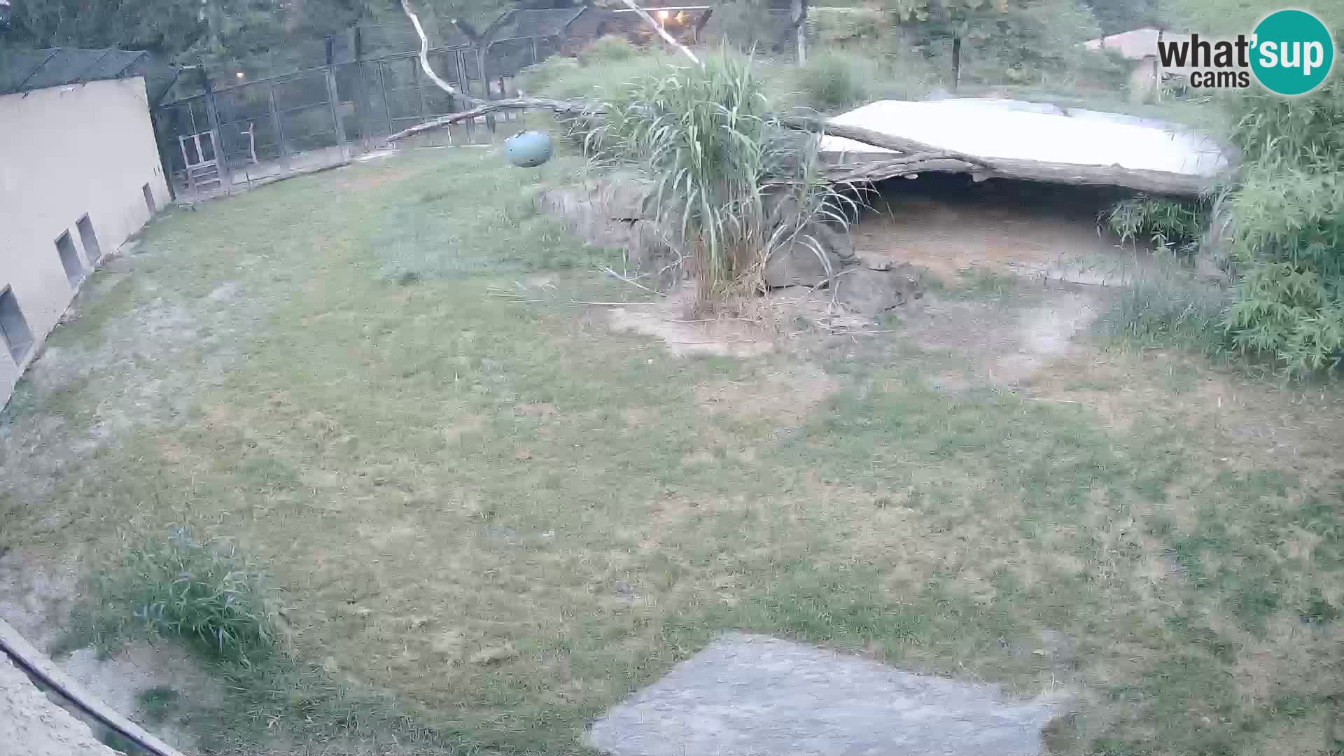 LEON Webcam en vivo en Ljubljana Zoo – Eslovenia