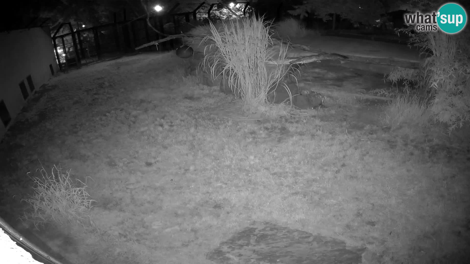 LEONE live Webcam nello zoo di Lubiana – Slovenia