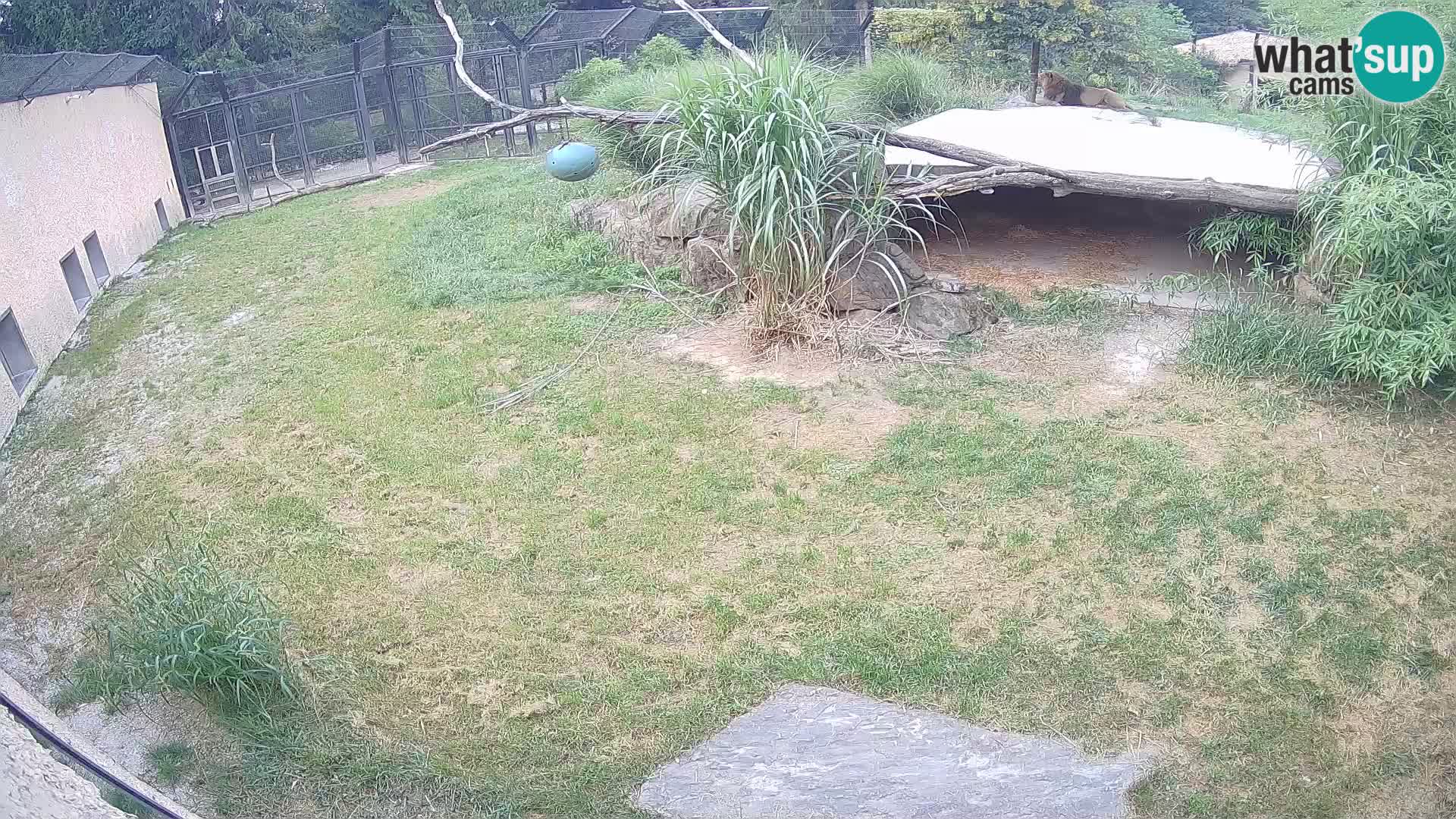 Löwe live Webcam im Zoo von Ljubljana – Slowenien