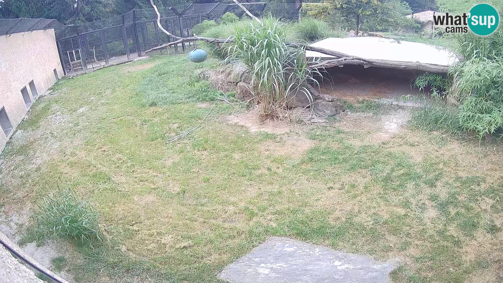 LEON Webcam en vivo en Ljubljana Zoo – Eslovenia