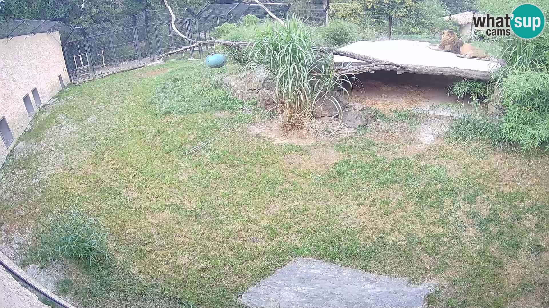 LION live Webcam in Ljubljana Zoo – Slovenia