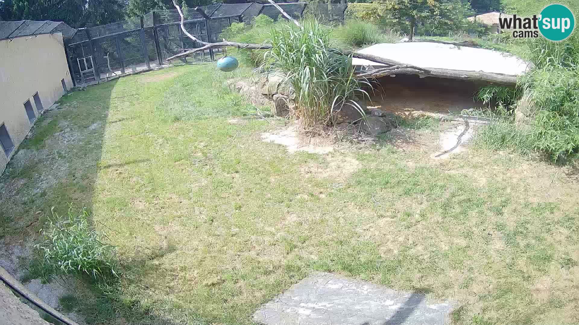 LEON Webcam en vivo en Ljubljana Zoo – Eslovenia