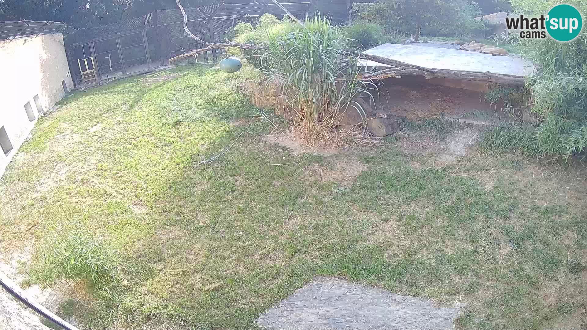 LION live Webcam in Ljubljana Zoo – Slovenia