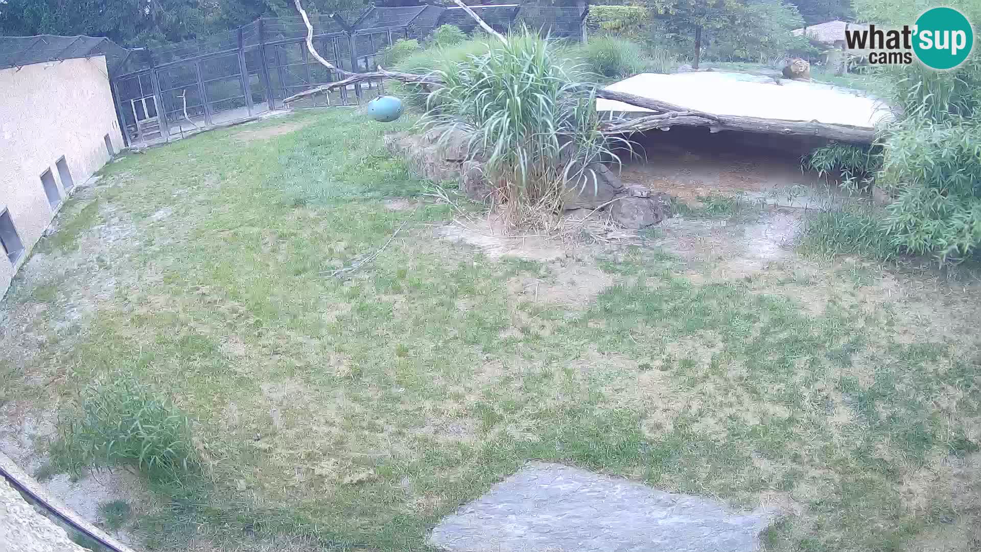LEON Webcam en vivo en Ljubljana Zoo – Eslovenia