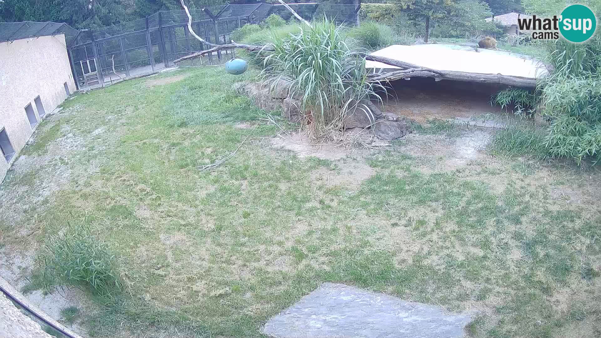 LEON Webcam en vivo en Ljubljana Zoo – Eslovenia
