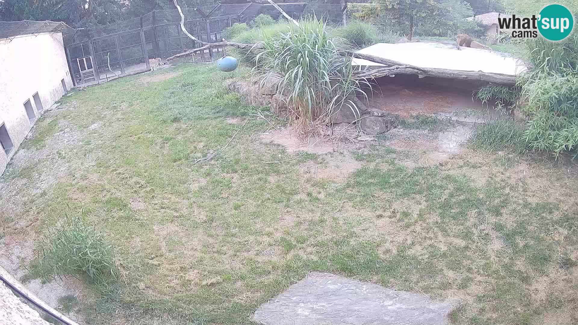 LION webcam en direct du zoo de Ljubljana – Slovénie