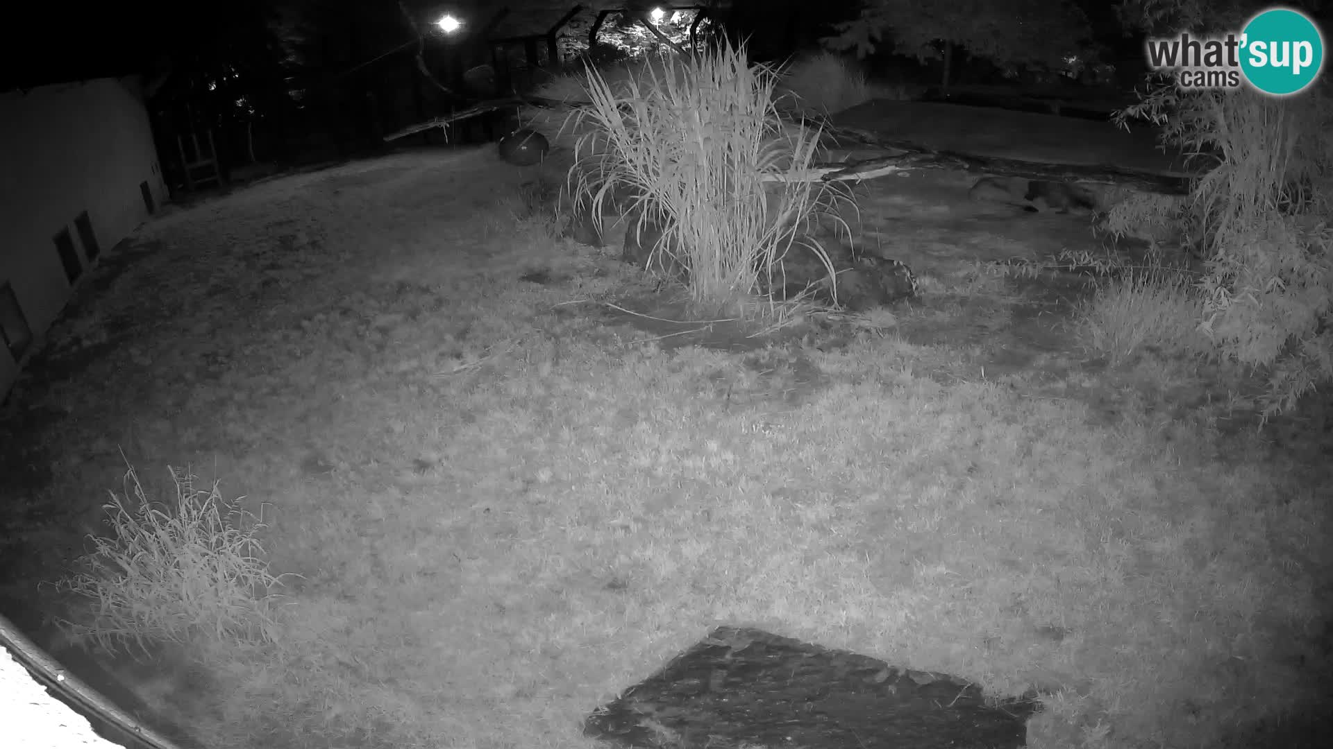 LEON Webcam en vivo en Ljubljana Zoo – Eslovenia