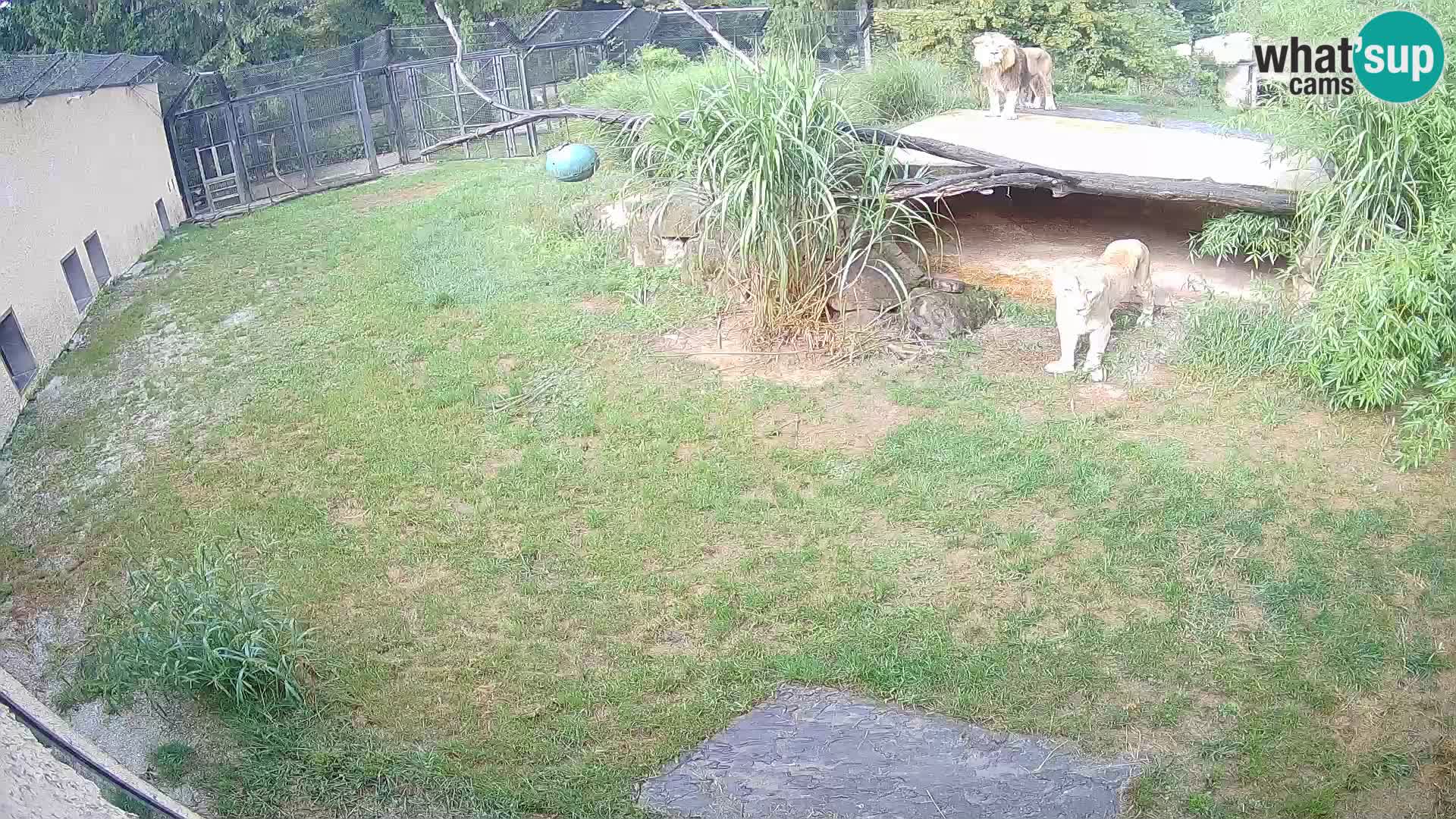 Löwe live Webcam im Zoo von Ljubljana – Slowenien