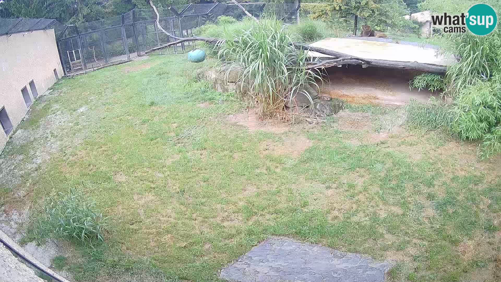 LEON Webcam en vivo en Ljubljana Zoo – Eslovenia