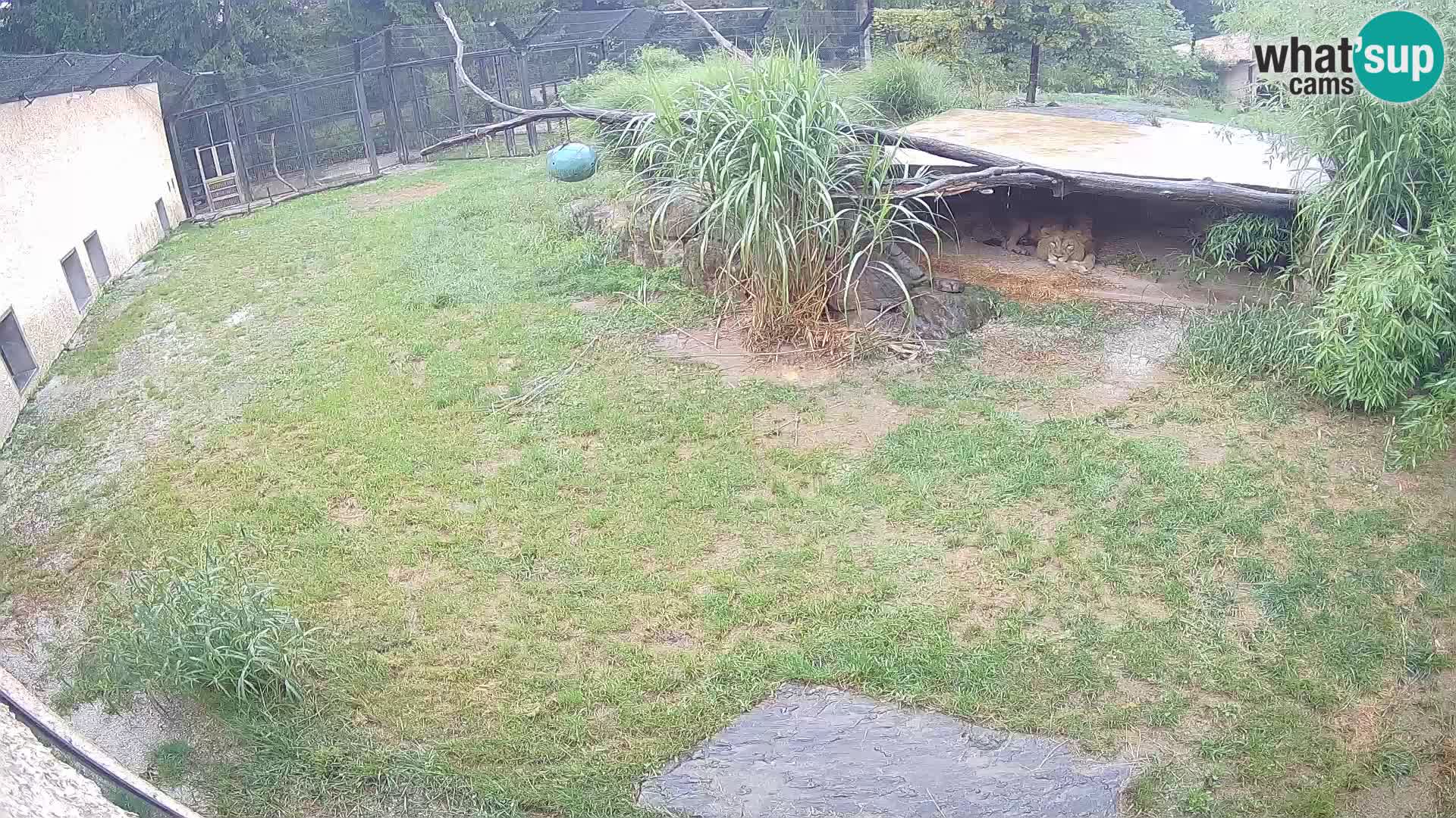 LION webcam en direct du zoo de Ljubljana – Slovénie