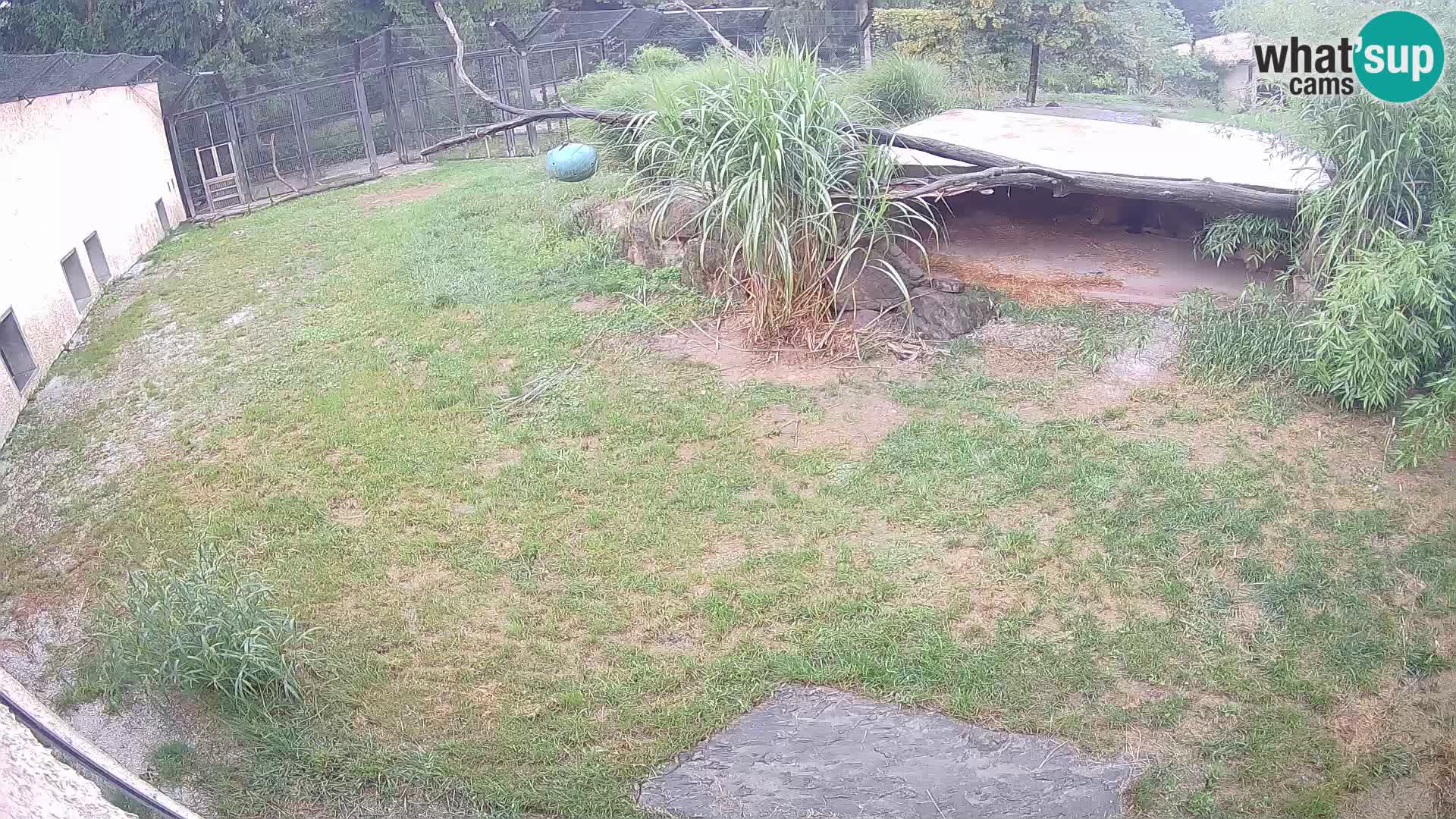 Löwe live Webcam im Zoo von Ljubljana – Slowenien