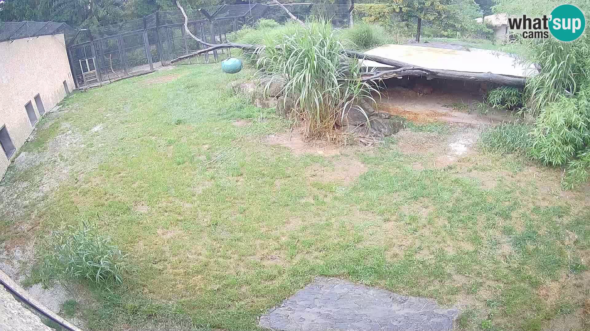 LEVI spletna kamera v živalskem vrtu Ljubljana Zoo
