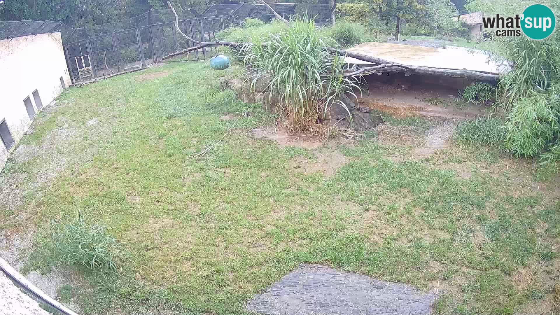LEON Webcam en vivo en Ljubljana Zoo – Eslovenia