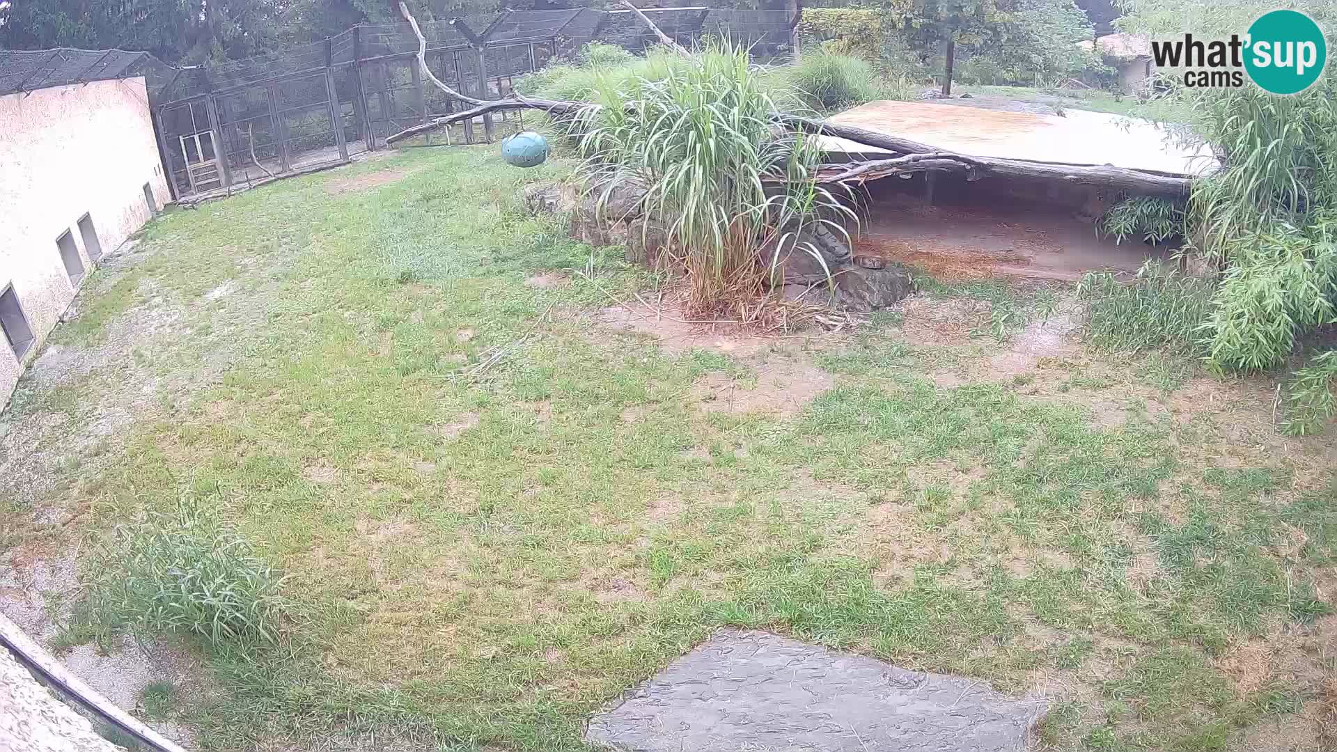 Löwe live Webcam im Zoo von Ljubljana – Slowenien