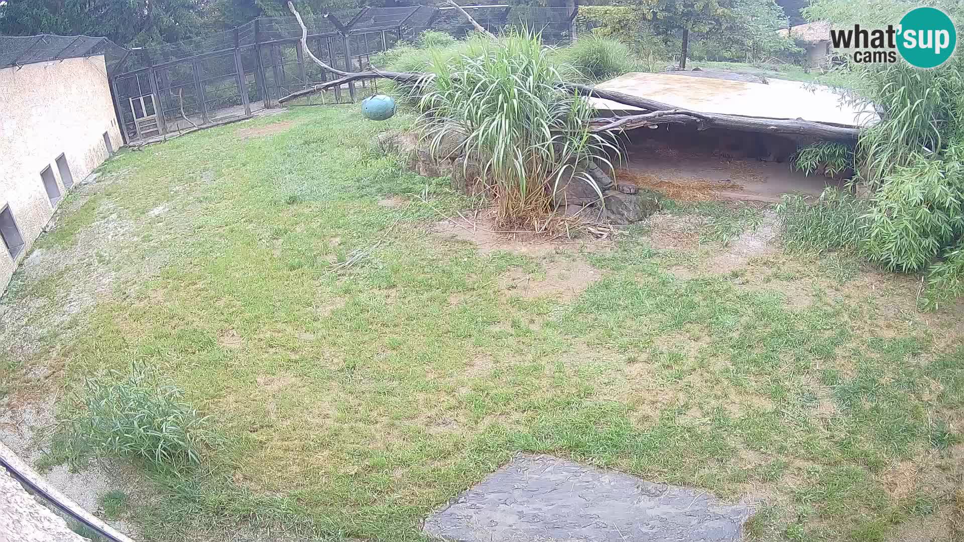Löwe live Webcam im Zoo von Ljubljana – Slowenien