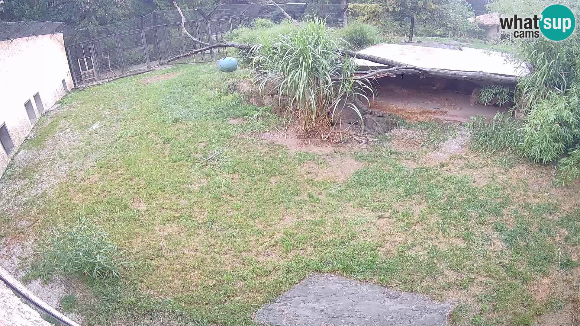 LION webcam en direct du zoo de Ljubljana – Slovénie