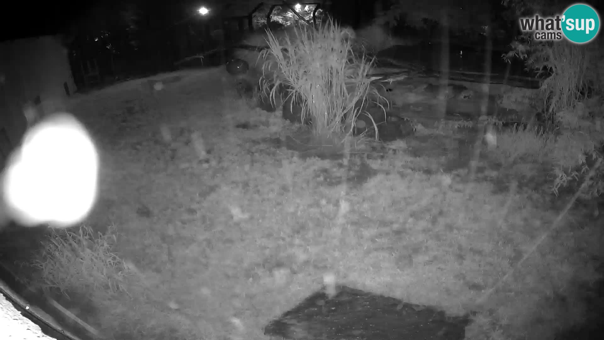 LION live Webcam in Ljubljana Zoo – Slovenia