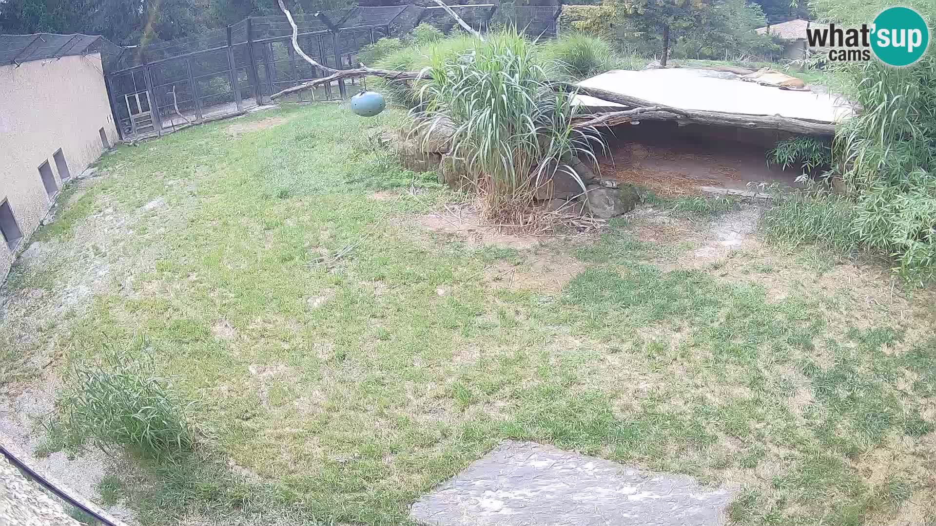 Löwe live Webcam im Zoo von Ljubljana – Slowenien
