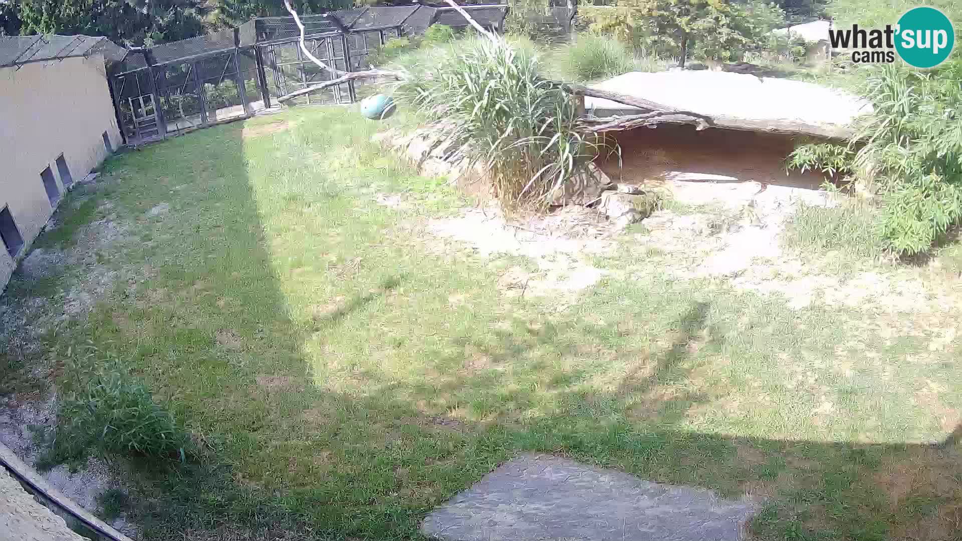 LEVI spletna kamera v živalskem vrtu Ljubljana Zoo
