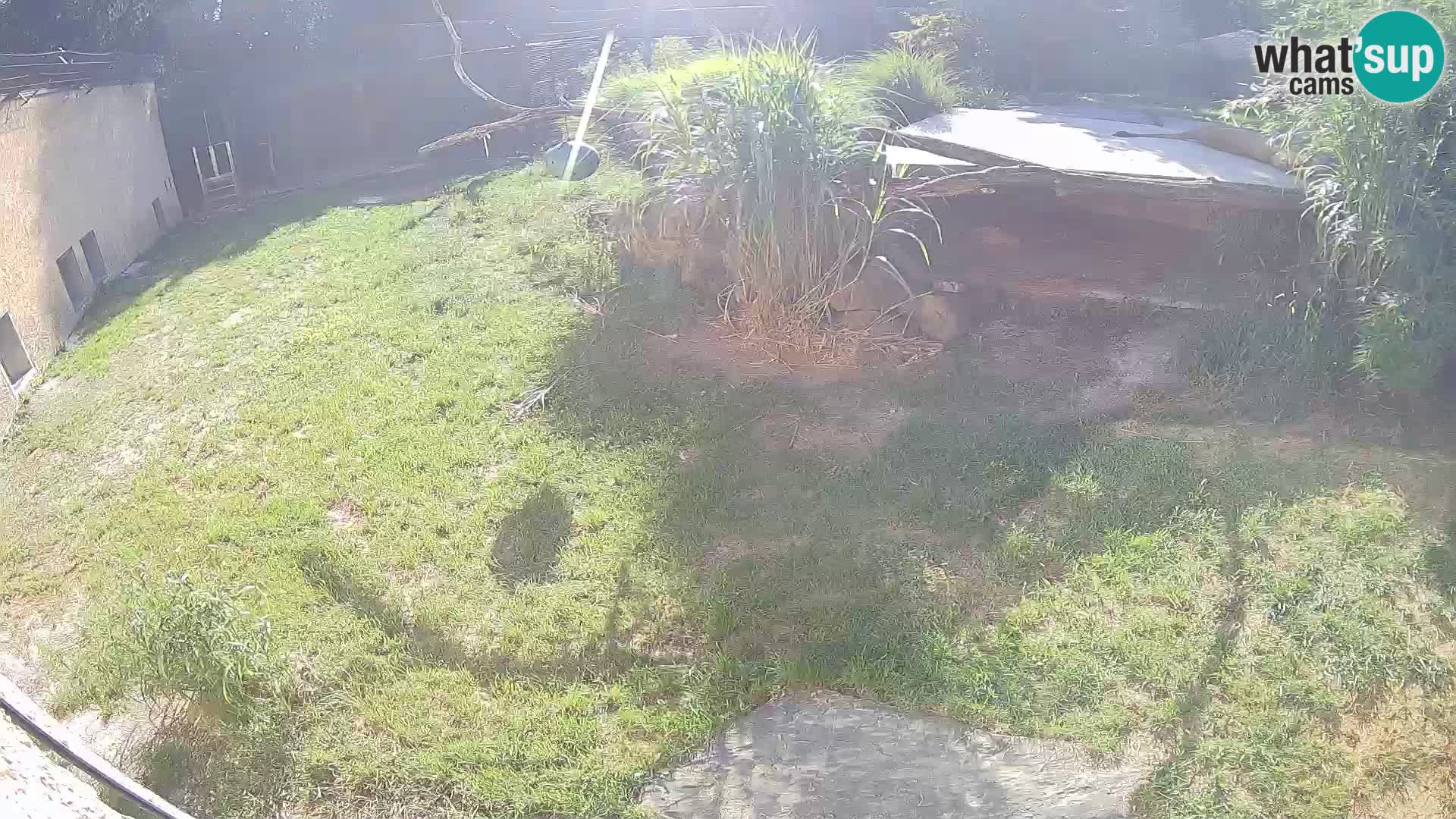 Löwe live Webcam im Zoo von Ljubljana – Slowenien