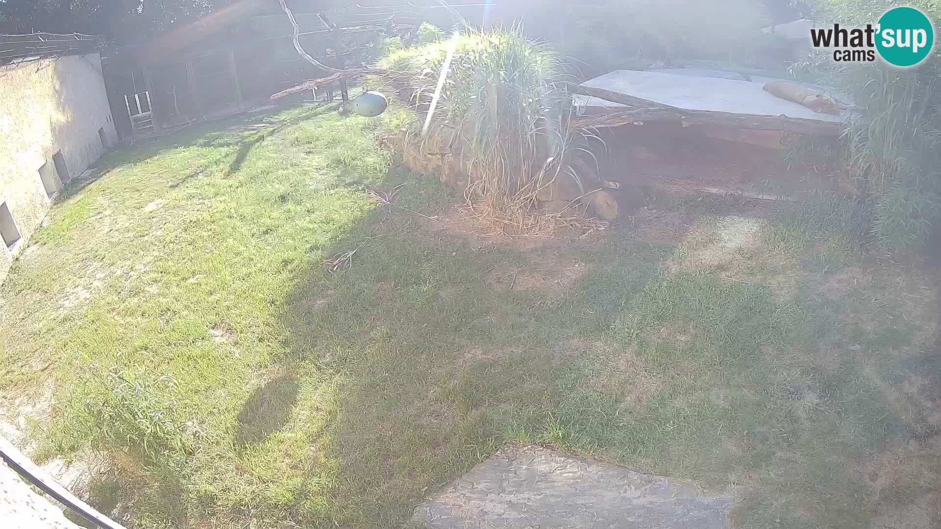 LEON Webcam en vivo en Ljubljana Zoo – Eslovenia