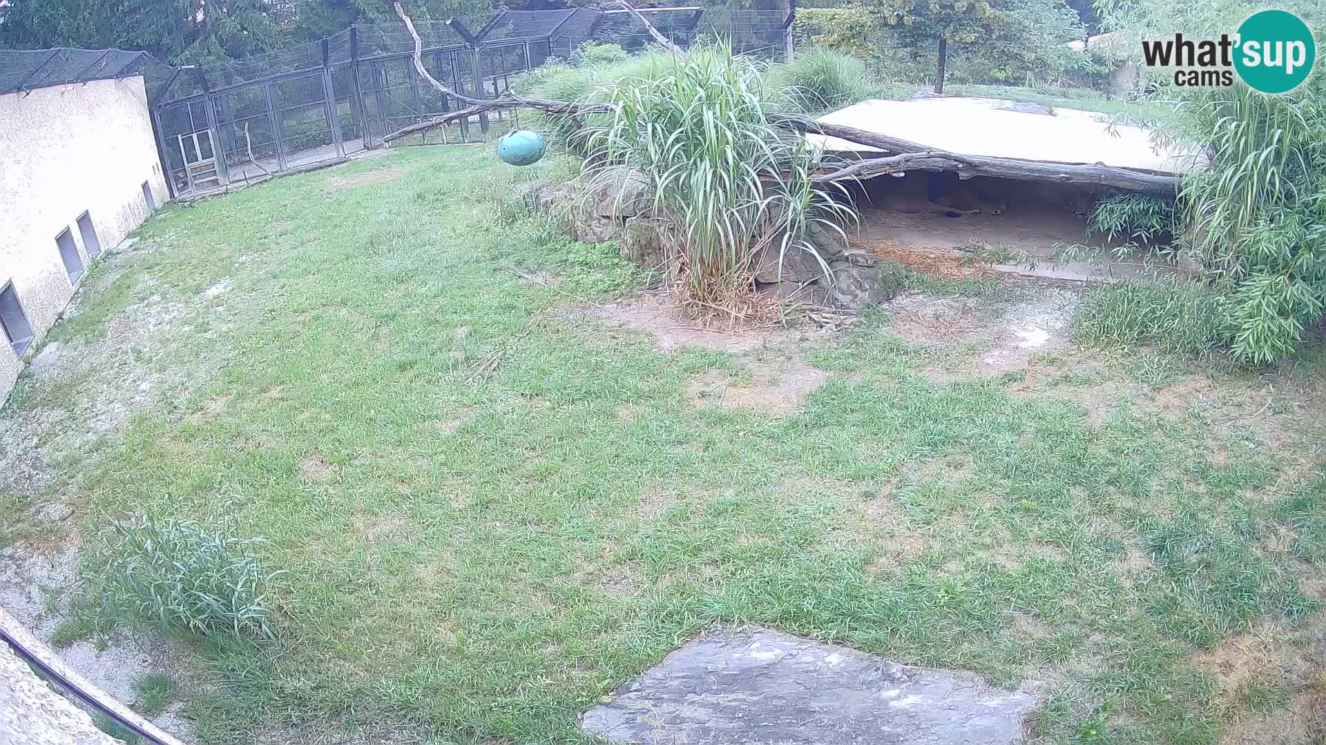 LEVI spletna kamera v živalskem vrtu Ljubljana Zoo