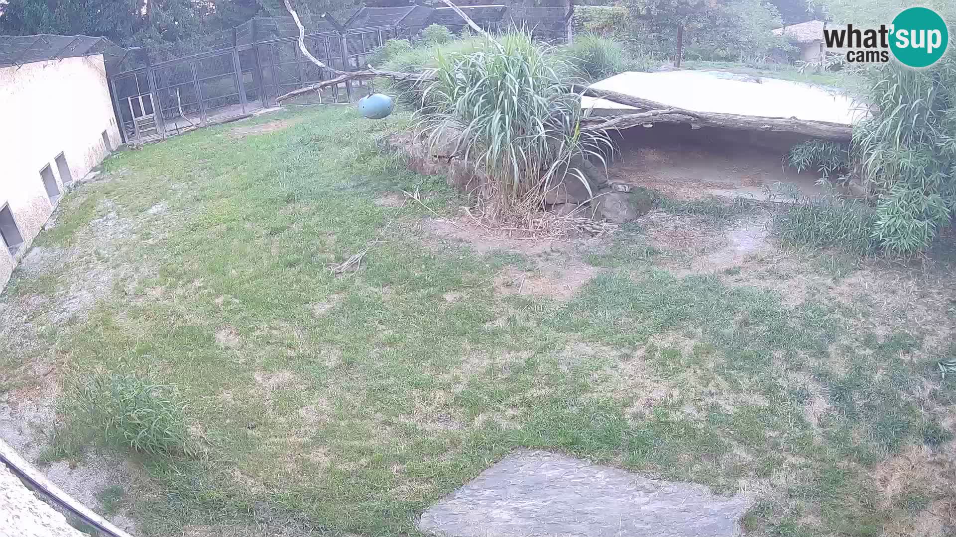 LEON Webcam en vivo en Ljubljana Zoo – Eslovenia