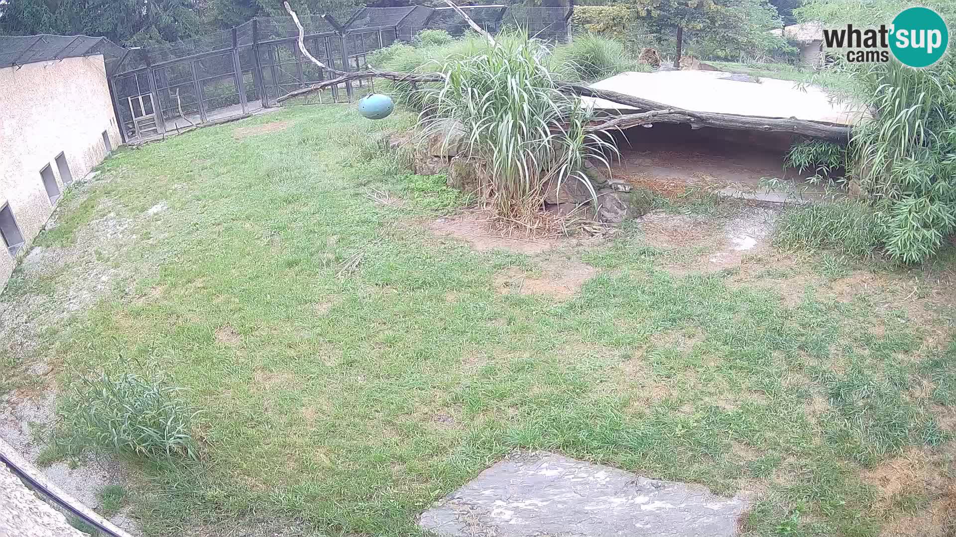 Löwe live Webcam im Zoo von Ljubljana – Slowenien