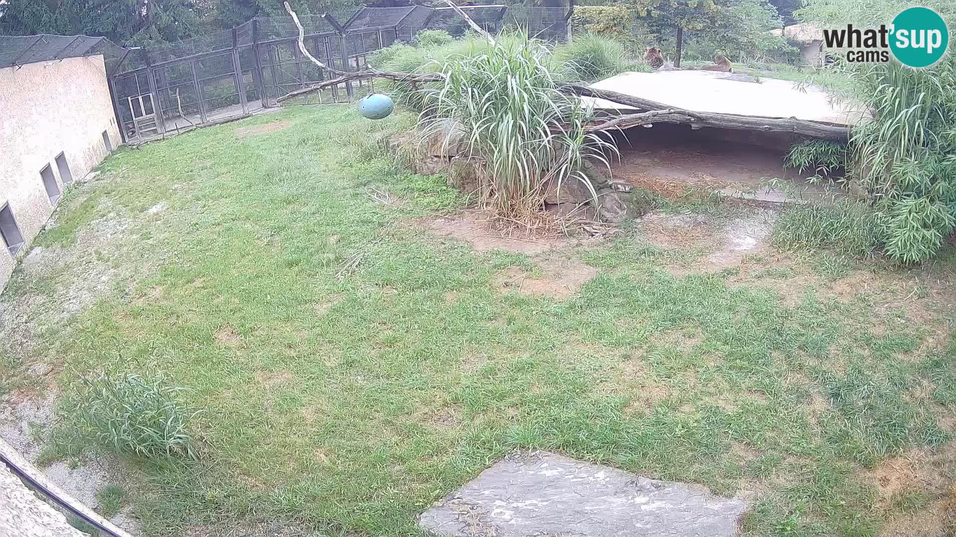 LEONE live Webcam nello zoo di Lubiana – Slovenia