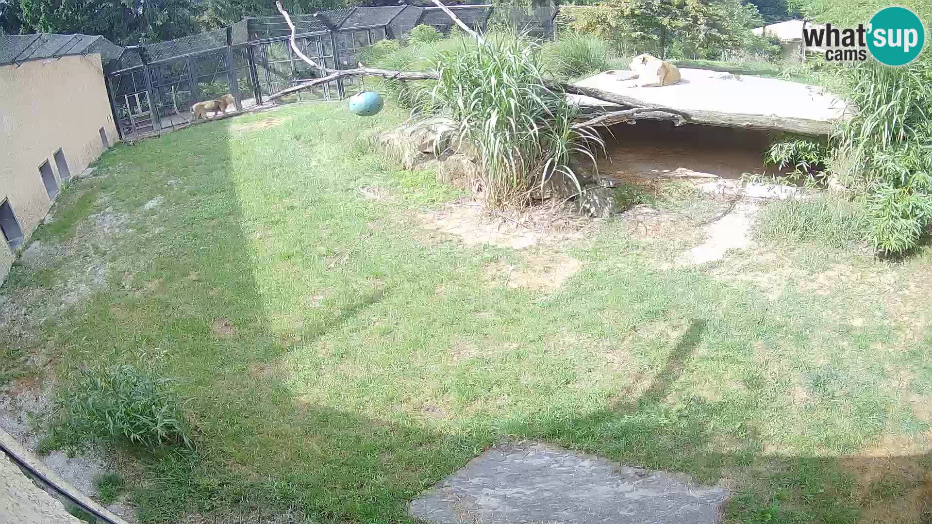 LION live Webcam in Ljubljana Zoo – Slovenia